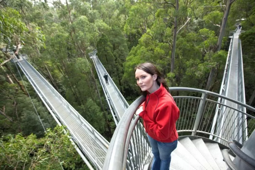 Otway Fly Treetops Walk Ticket