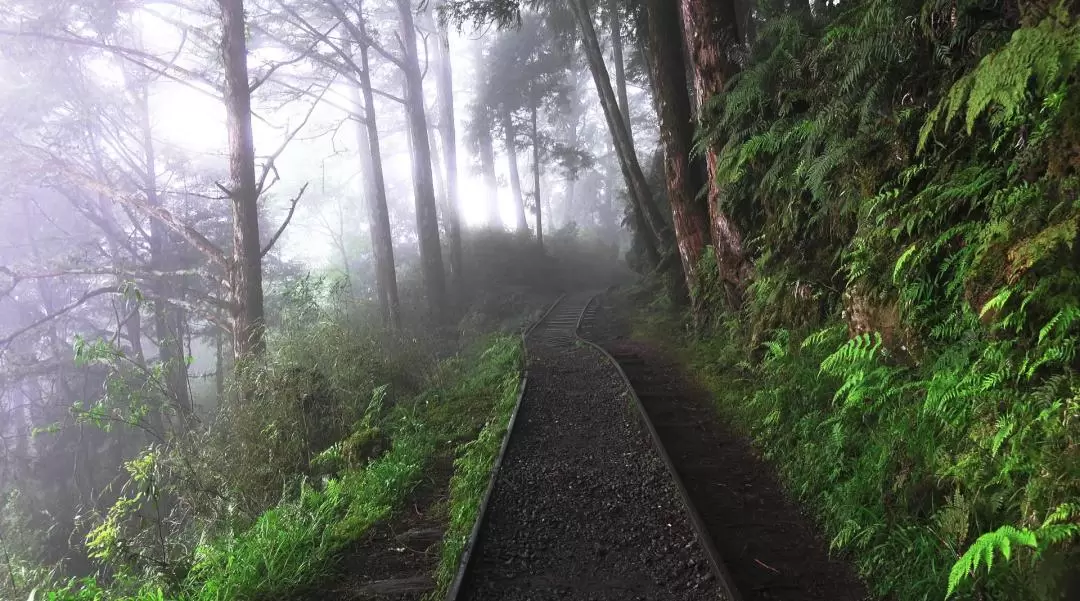 太平山・鳩之沢温泉 日帰りツアー（宜蘭発）