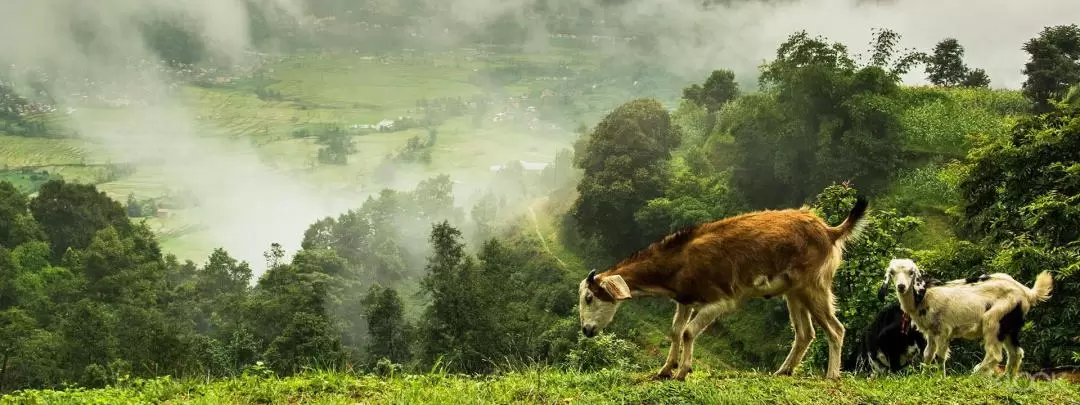 Nagarkot Day Hike