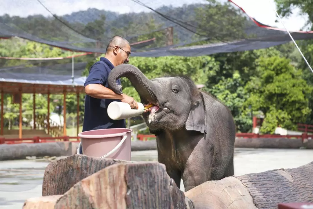 瓜拉甘達大象保育中心＆鹿園＆原住民村一日遊（吉隆坡出發）