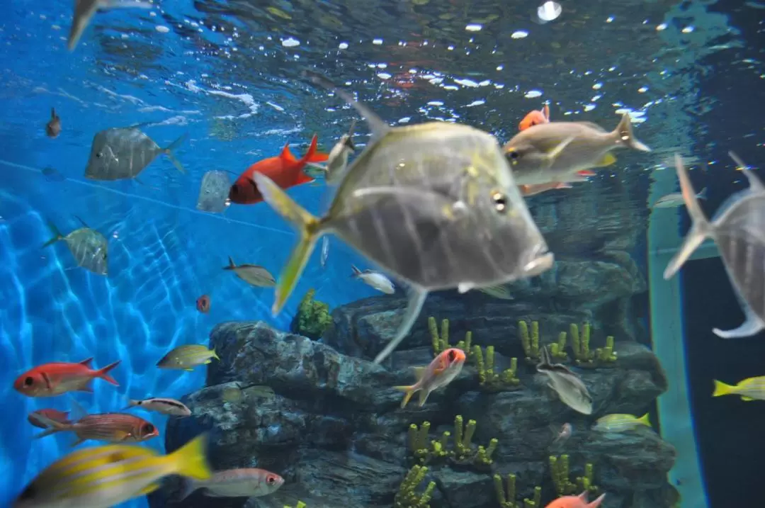 【外籍遊客限定】濟州島 Aqua Planet 水族館門票