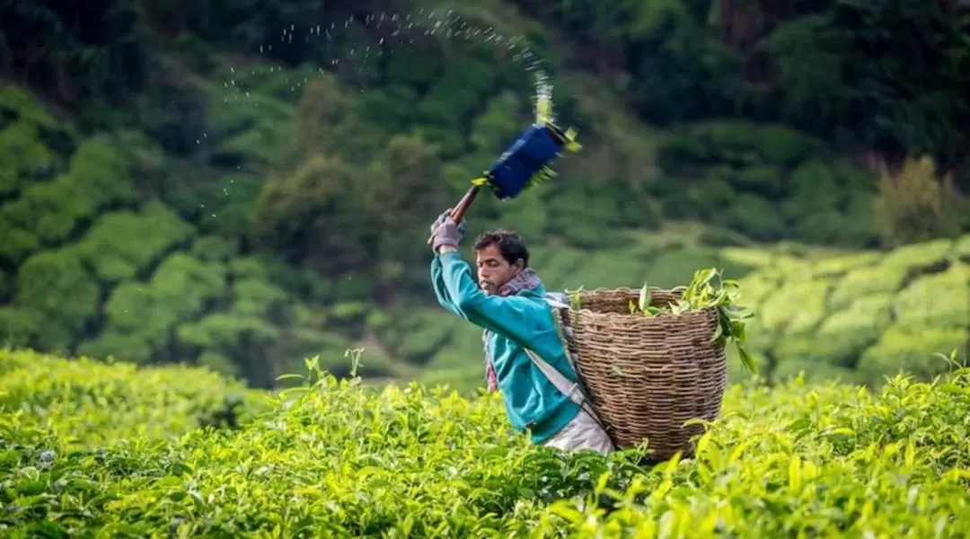 Cameron Highlands Day Tour