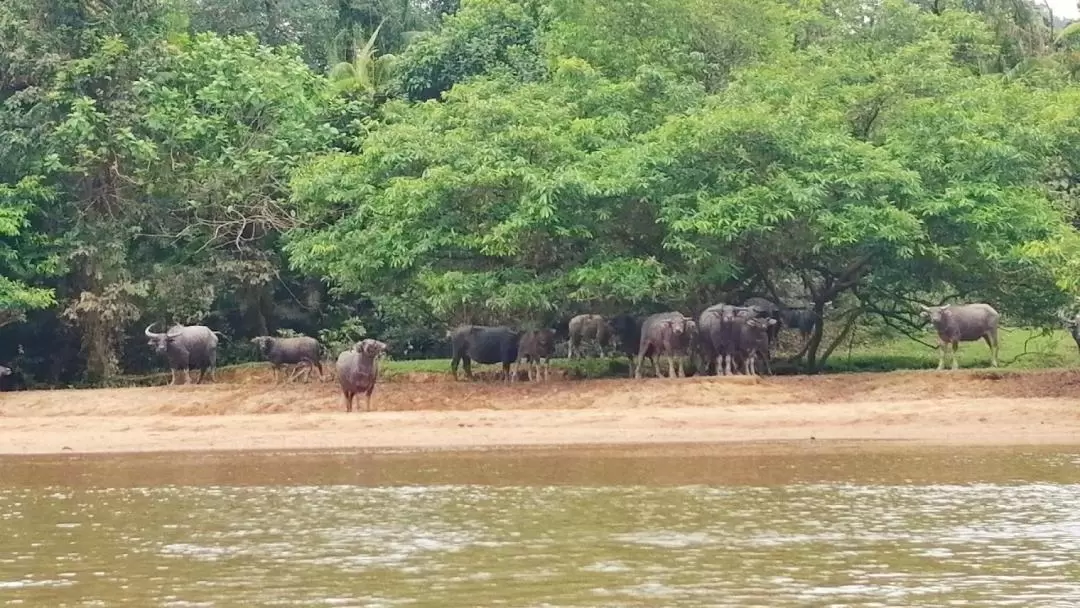 Little Amazon River Kayak Experience in Terengganu