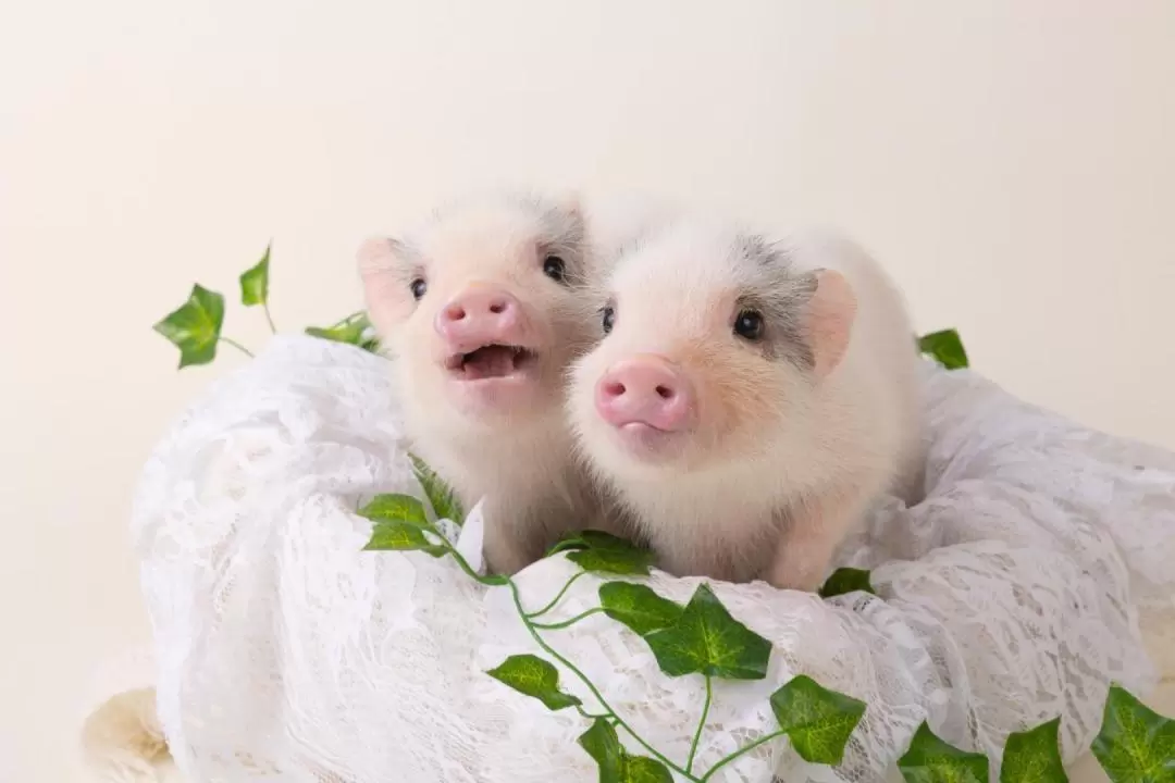 Micro Pig Cafe Experience in Hokkaido