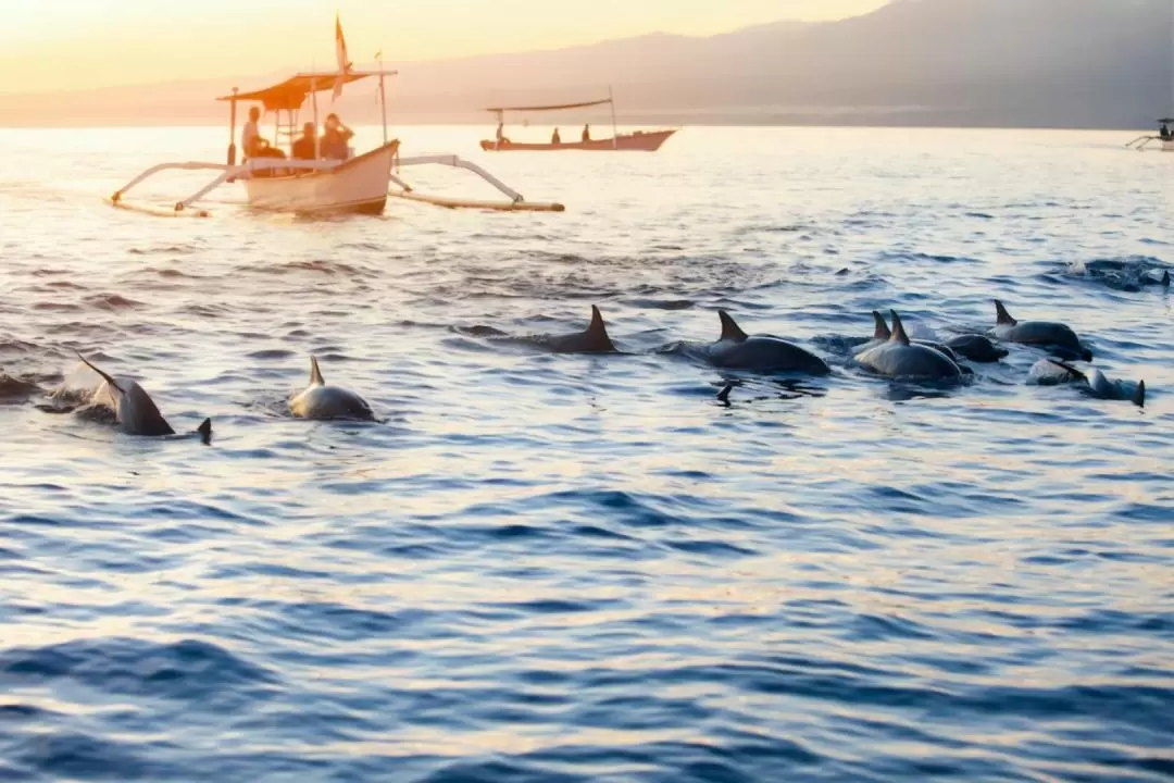 Lovina Dolphin Watching and Snorkeling Tour in Bali