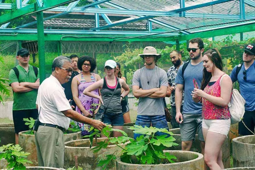 Penang Tropical Fruit Farm Guided Tour