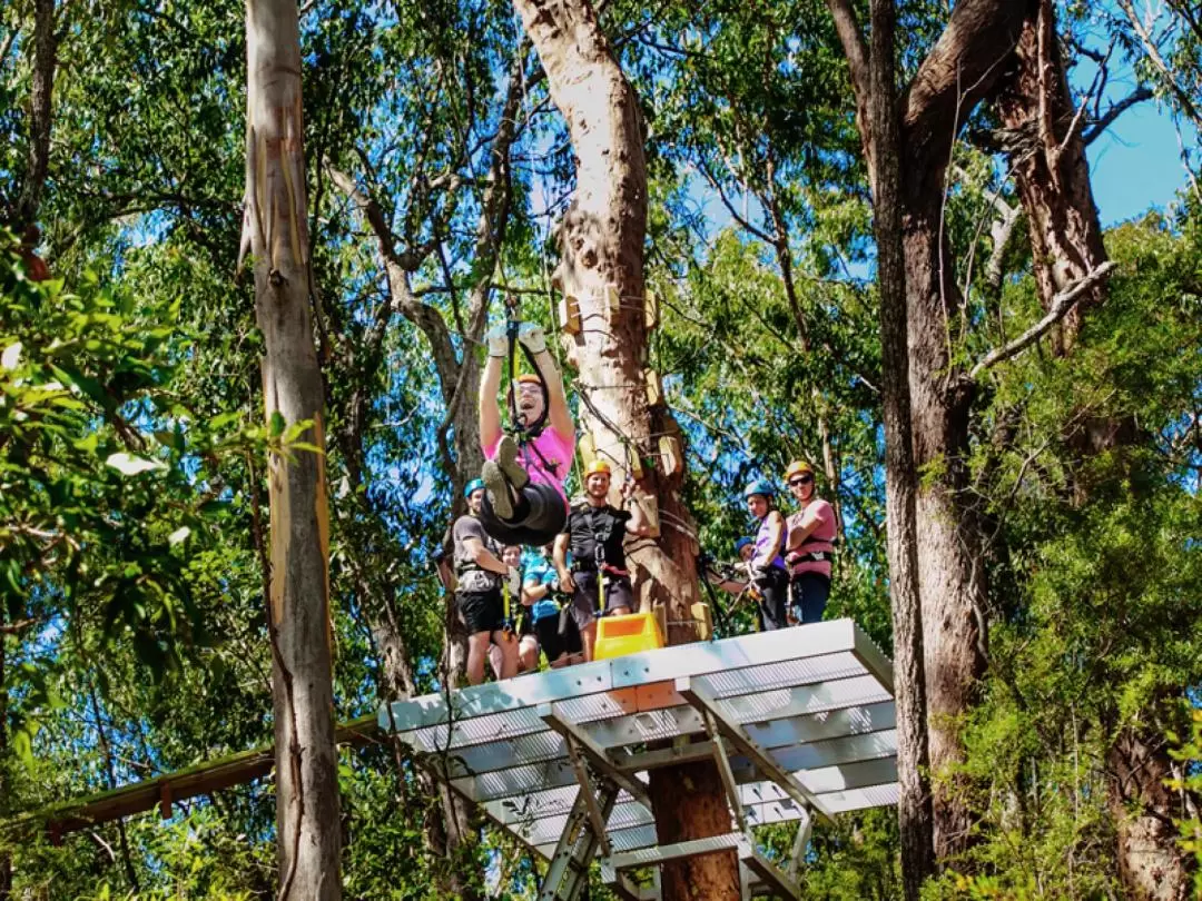 Canyon Flyer Zipline Tour in Tamborine Mountain from Gold Coast