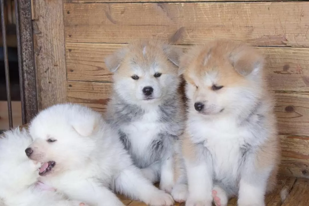 Interaction with Akita-inu Dogs in Akita