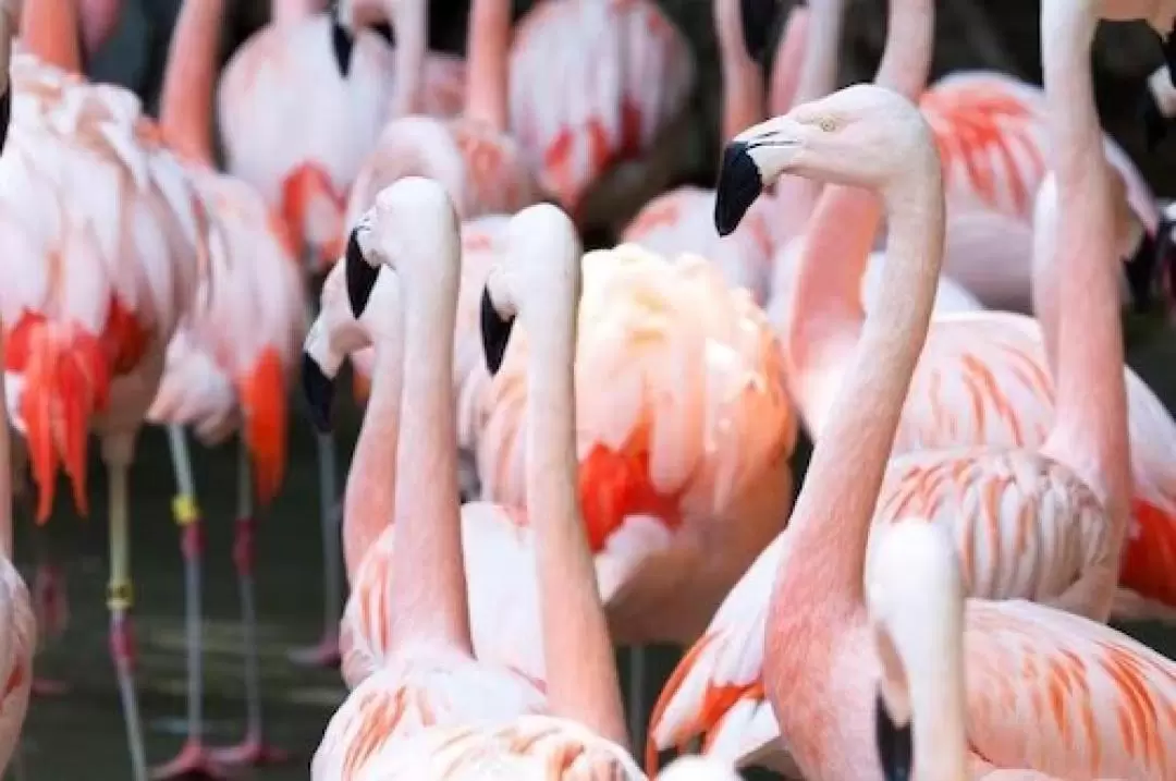 アトランタ動物園 入園チケット