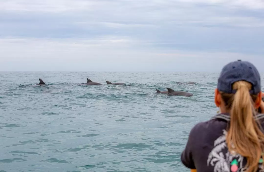 Noosa Dolphin Safari Cruise