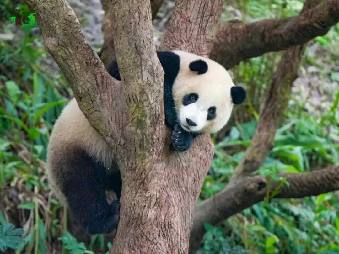 台北市動物園 入園チケット