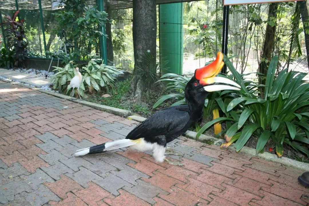 KL Bird Park Admission Ticket With One Way Transfer