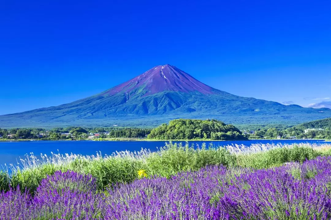 富士山河口湖＆季節限定行程＆山中湖温泉一日遊（東京出發）