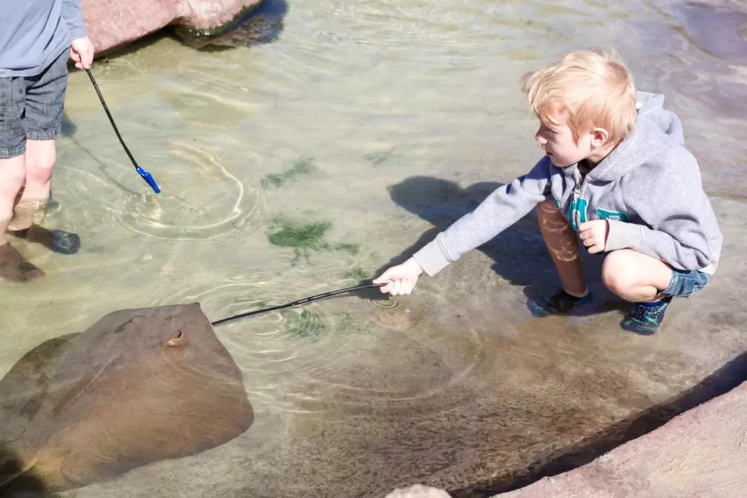 Irukandji Shark & Ray Encounters 水族館門票