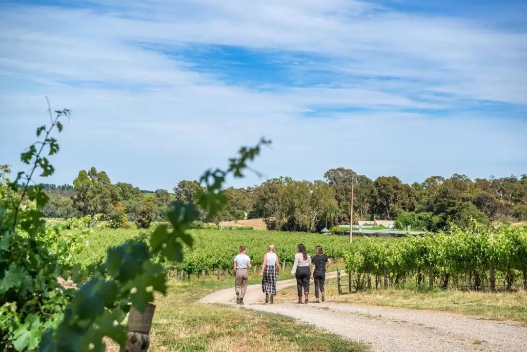 Explore, Wine & Dine in McLaren Vale