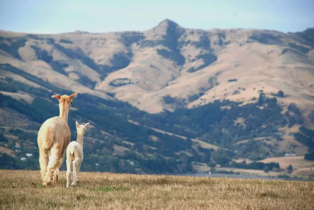 Akaroa Shamarra Alpaca Farm Tour 