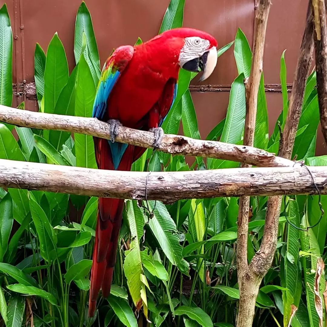 Penang Bird Park Ticket