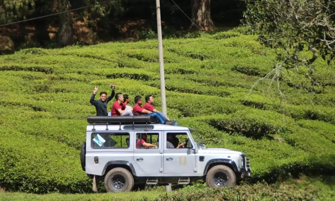 苔蘚森林日出登山健行之旅