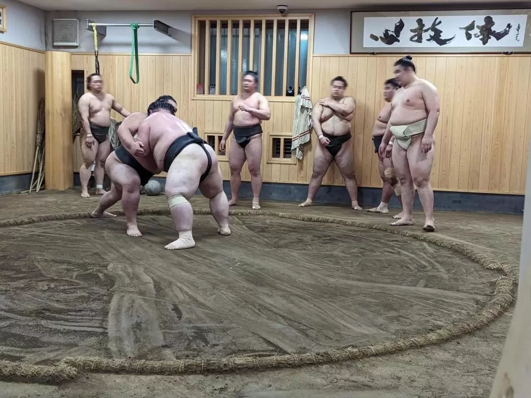 東京晨間觀看相撲練習體驗