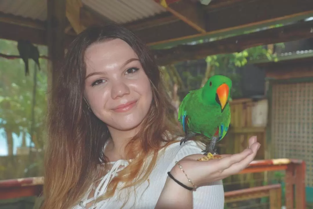 Kuranda Bird World Ticket in Cairns