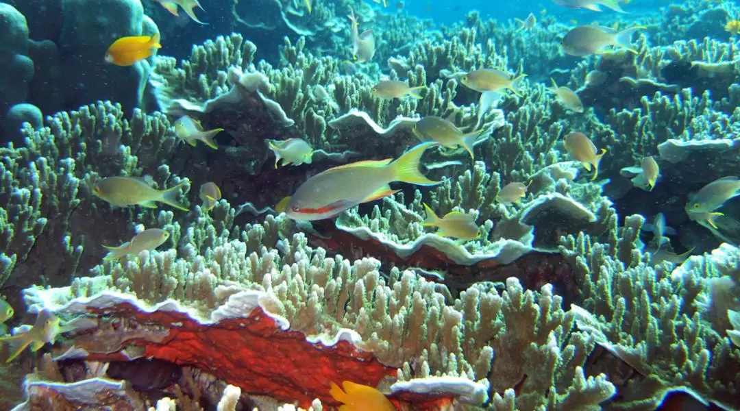 Pescador Island Hopping Private Tour from Cebu, Mandaue, Lapu Lapu, and Mactan Island