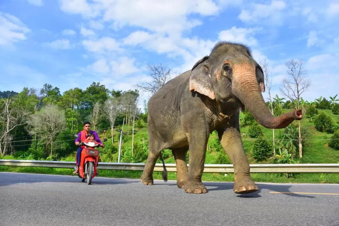 Khao Sok Elephant Rescue Center with Rafting, cooking class & lunch