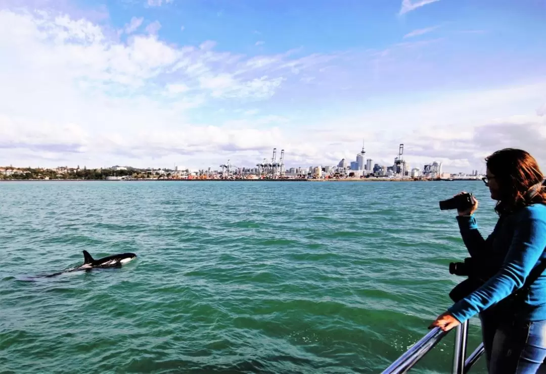 Auckland Whale and Dolphin Watching Cruise