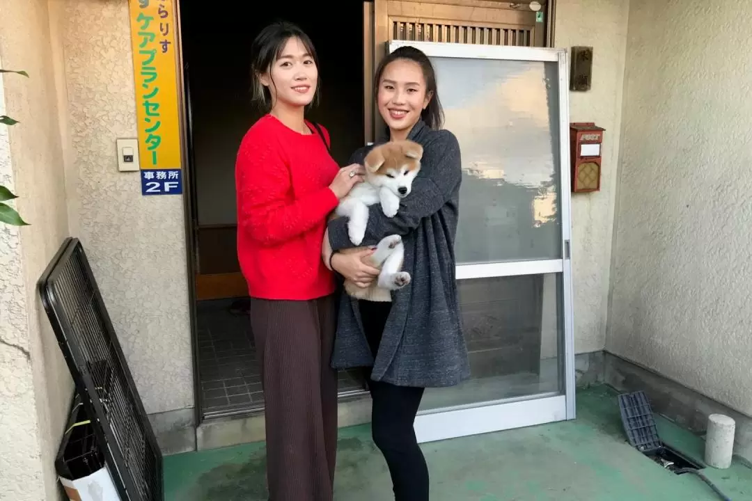 在秋田縣和秋田犬互動