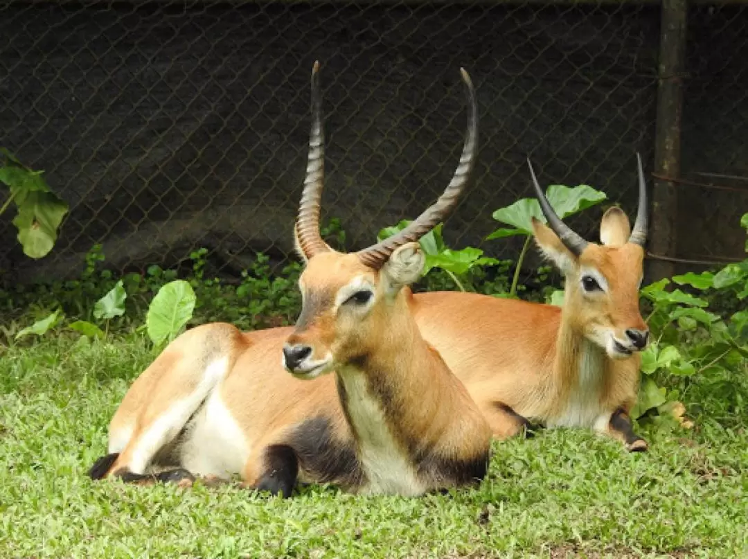 馬來西亞馬六甲動物園門票