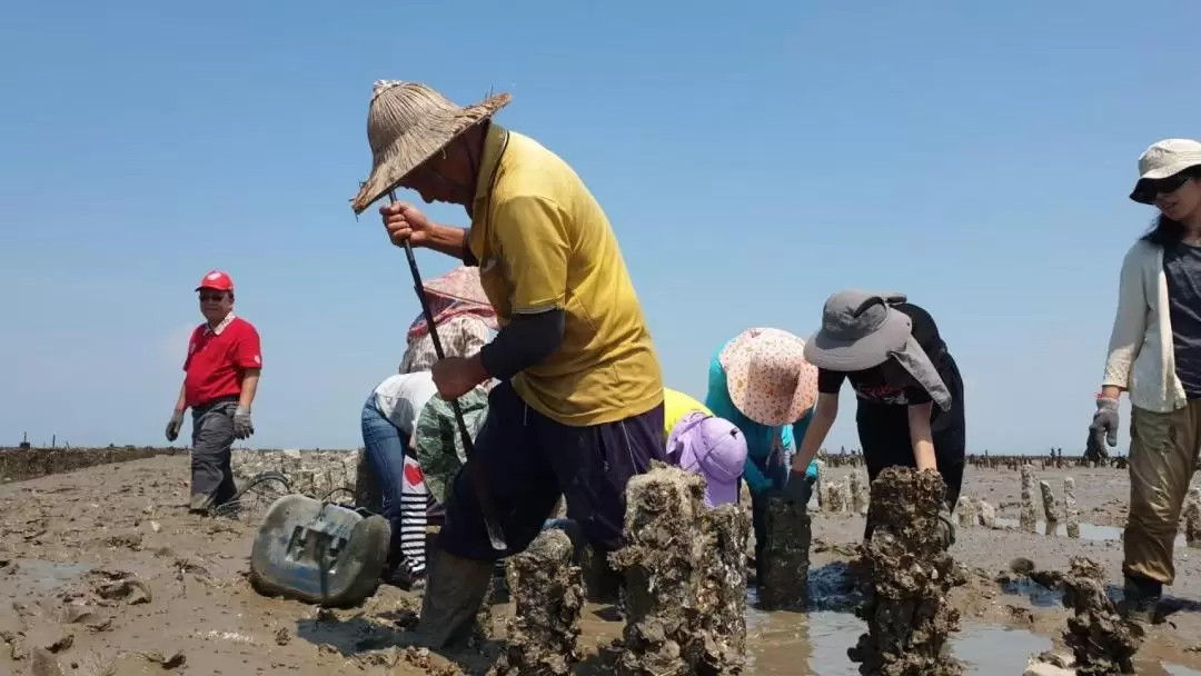 Kinmen Guning Oyster Farmer Experience