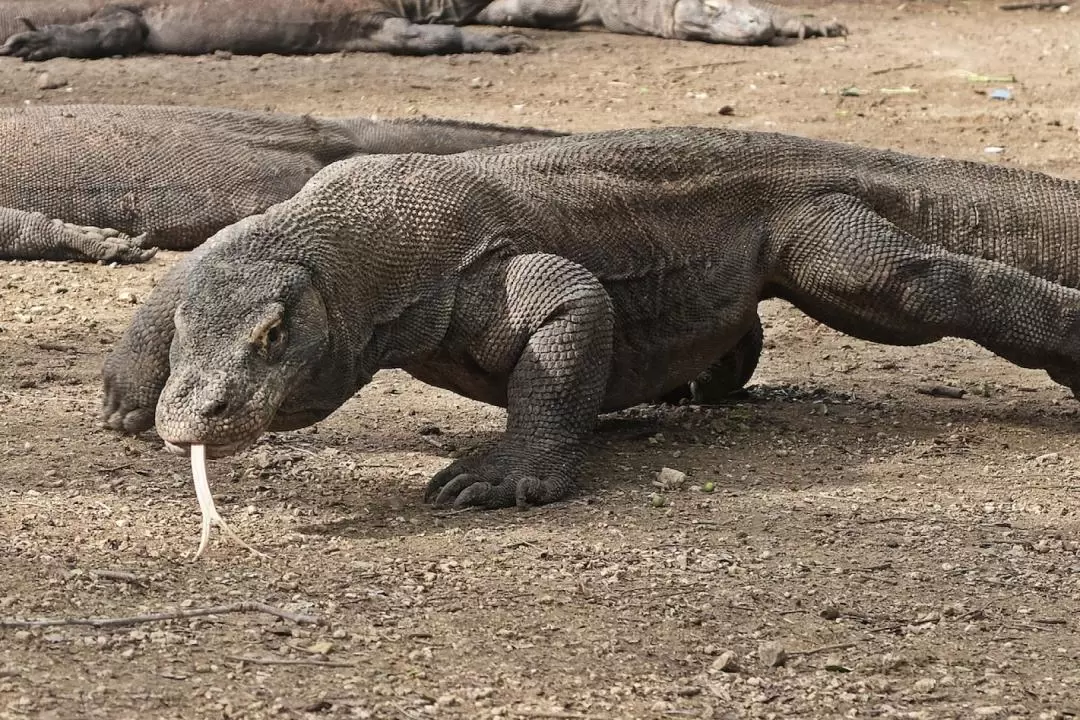 Komodo Full Day Speedboat Tour from Labuan Bajo