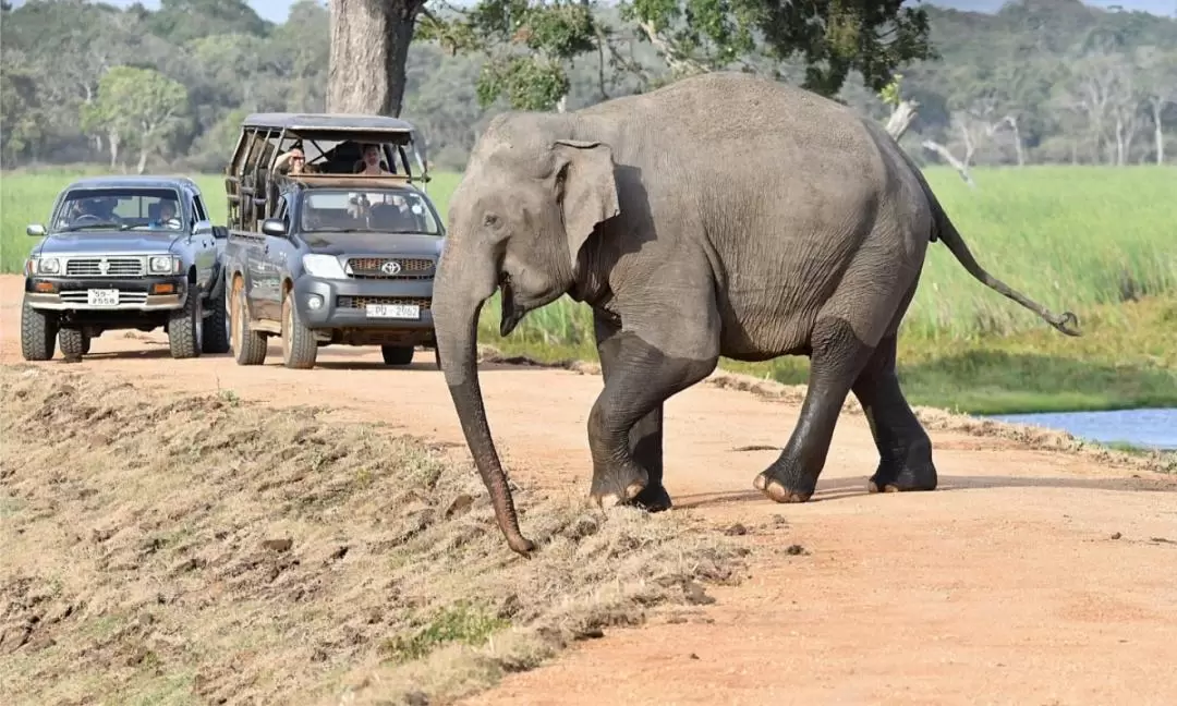 威爾帕圖國家公園野生動物私人越野車探險（阿努拉德普勒出發）