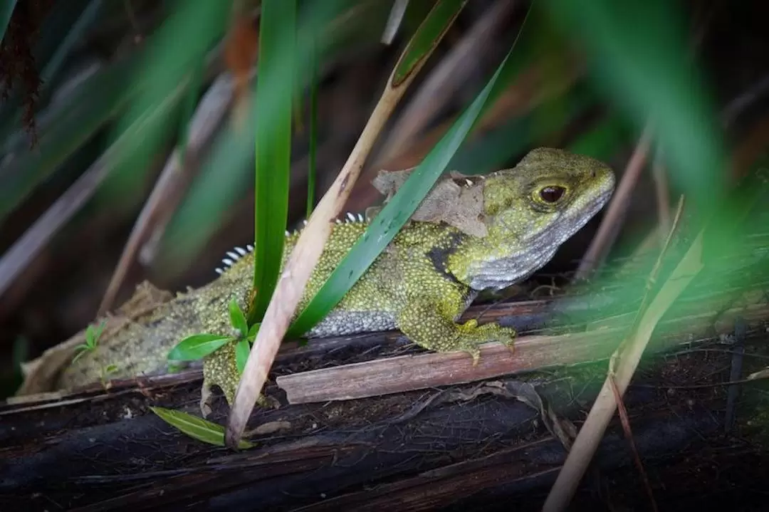 Sanctuary Mountain Maungatautari Guided Walk