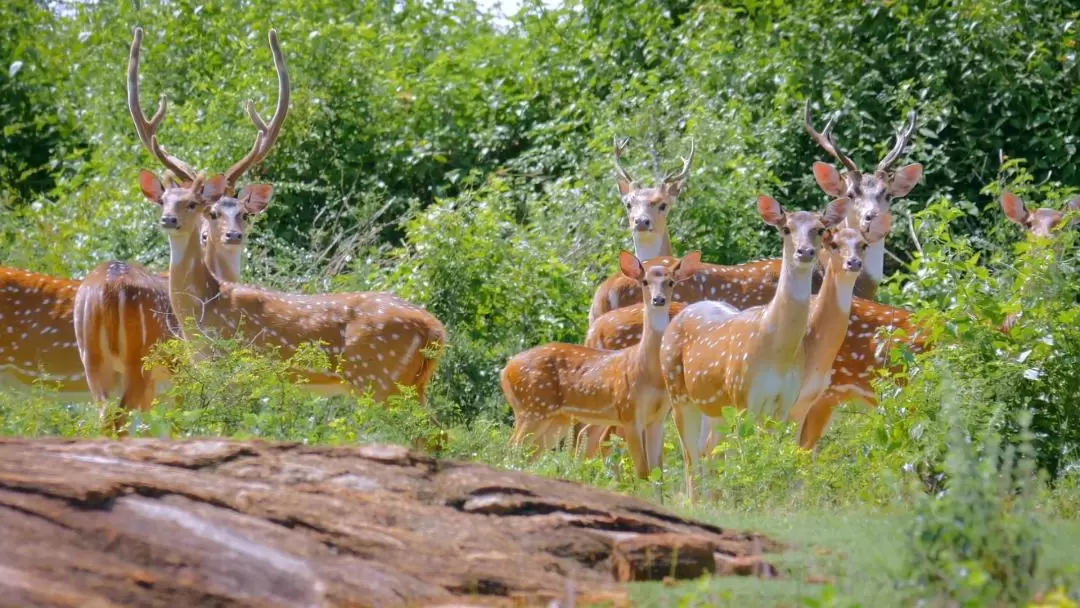 ヤーラ国立公園 日帰りサファリツアー（エラ発）