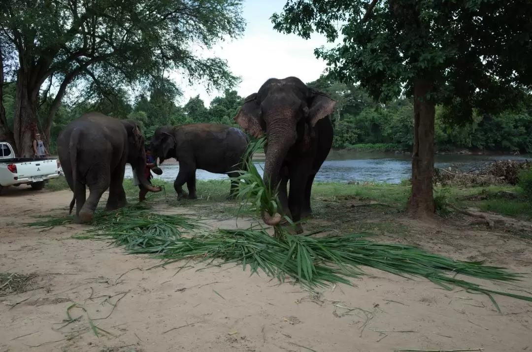 Kanchanaburi Elephant World Private Transfer From Bangkok			