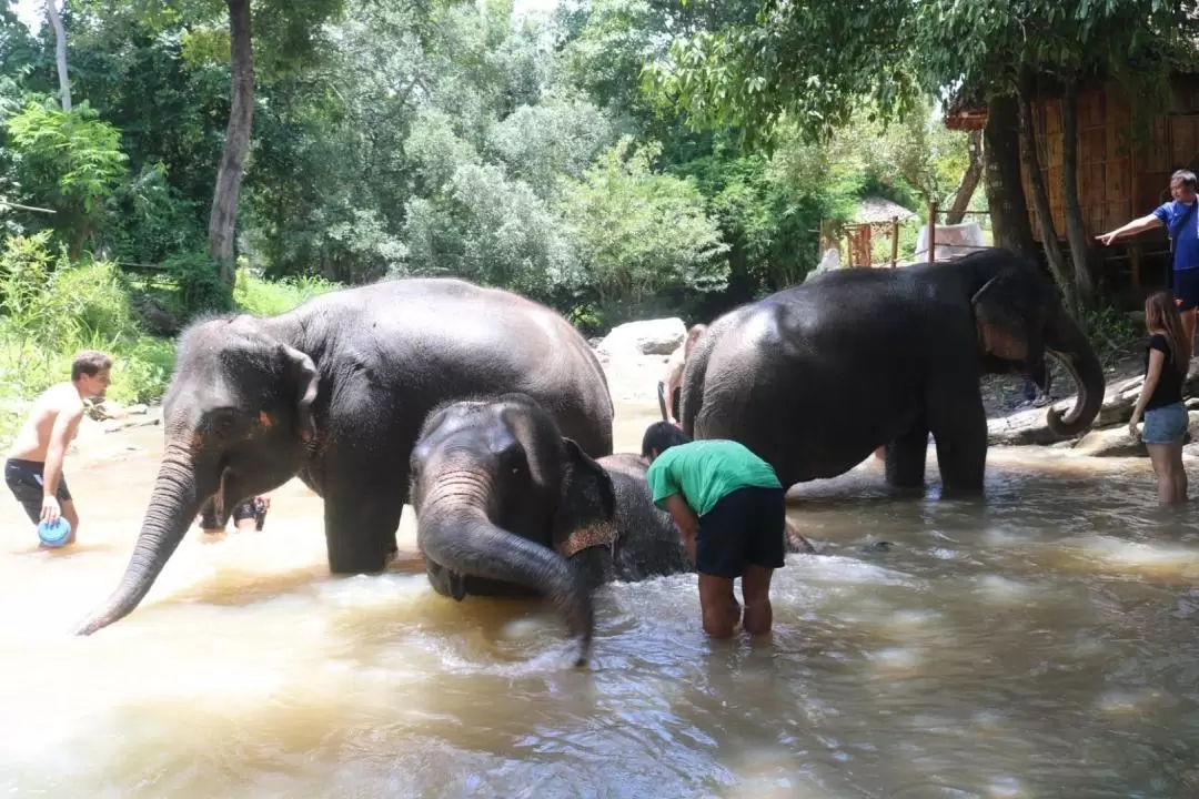 Doi Inthanon elephant sanctuary 