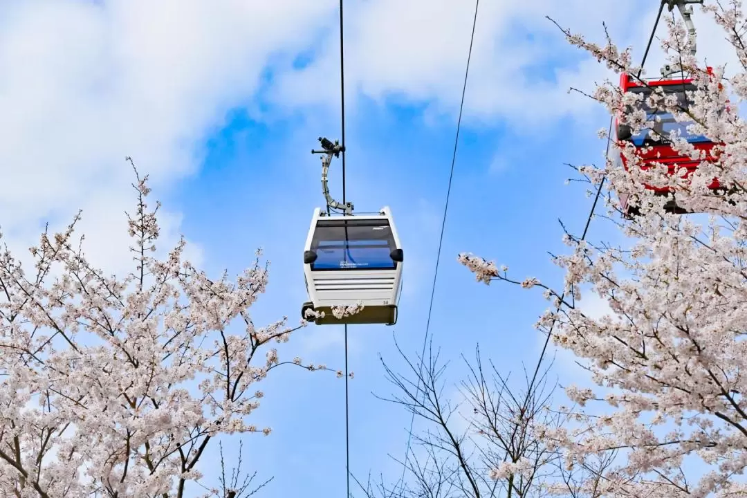 大江户植物園 & 巨濟全景纜車 & 海金剛 & 風之丘一日遊