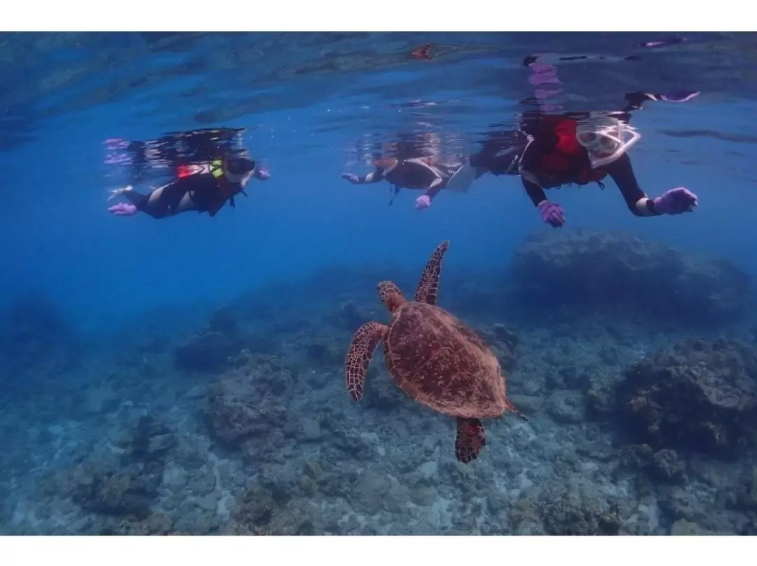 Snorkeling Experience in Yakushima