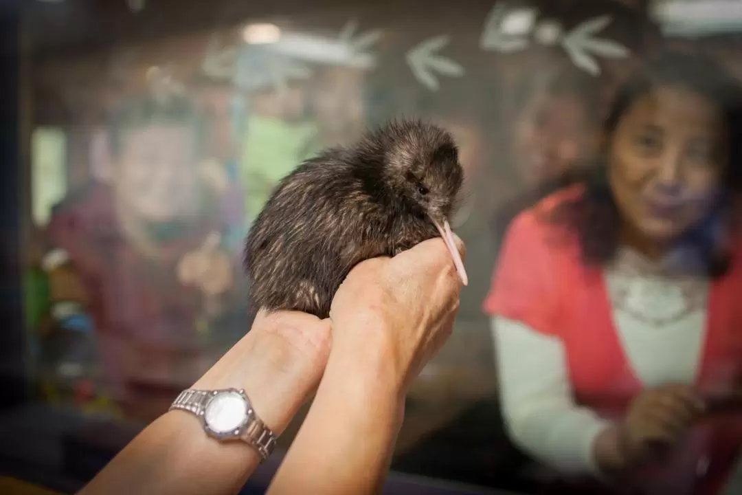 National Kiwi Hatchery - Kiwi Encounter Tour