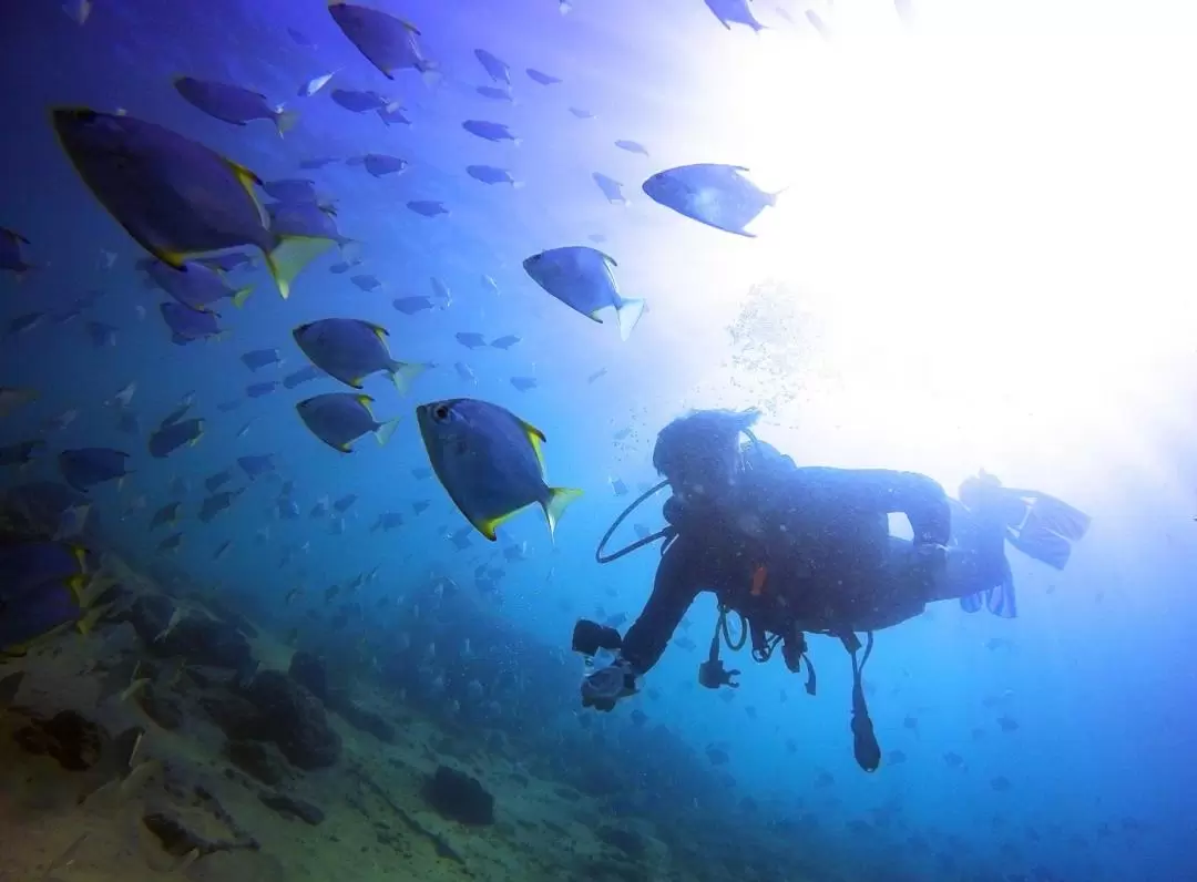 Gold Coast Introductory Scuba Diving Experience	