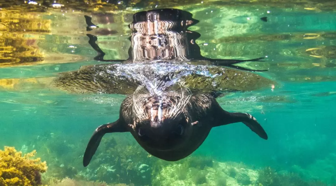 阿德萊德袋鼠島海洋野生動物園 & 浮潛體驗