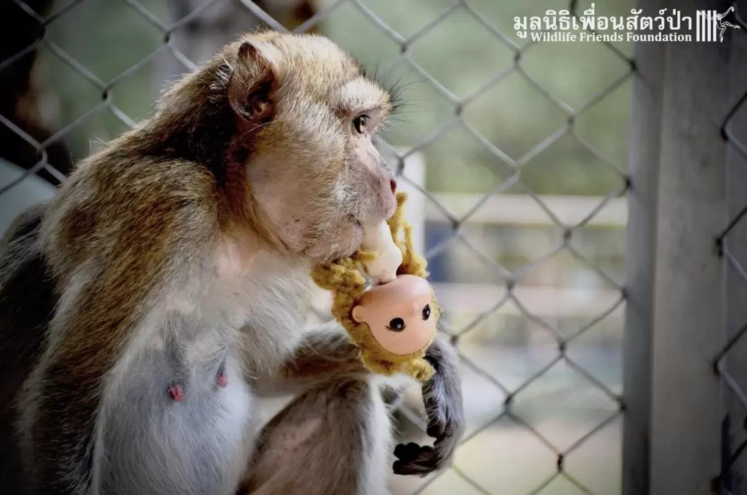 Wildlife Friends Foundation Thailand in Hua Hin		