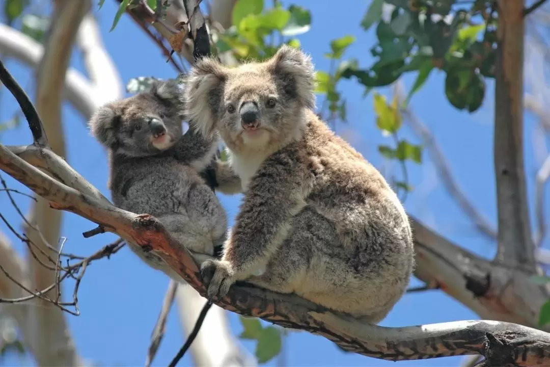 Great Ocean Road Full Day Tour from Melbourne