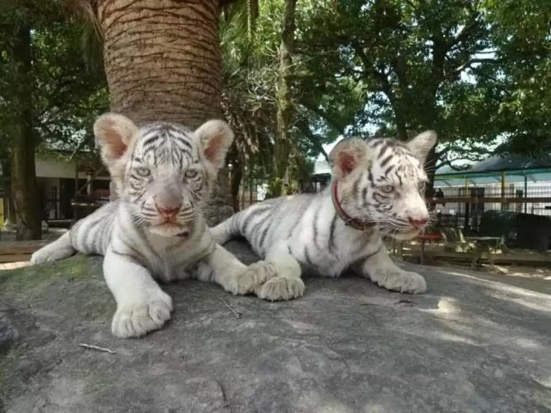 しろとり動物園 入園チケット（香川）