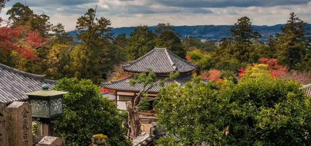 Nara Day Tour with Local Guide from Osaka