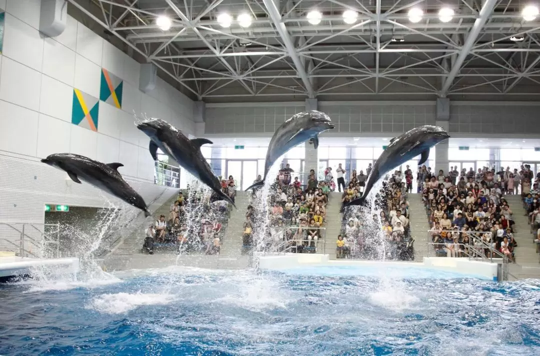 Kagoshima City Aquarium Ticket in Kyushu