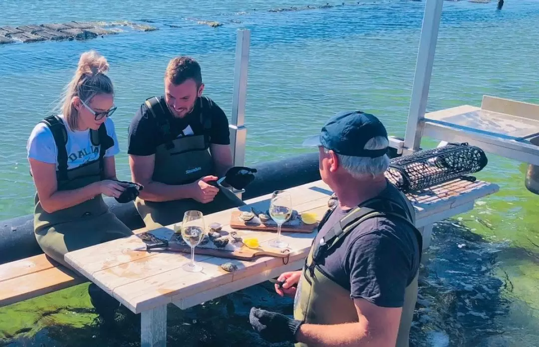 Oyster Farm Tour and Tasting with Guide from Port Lincoln