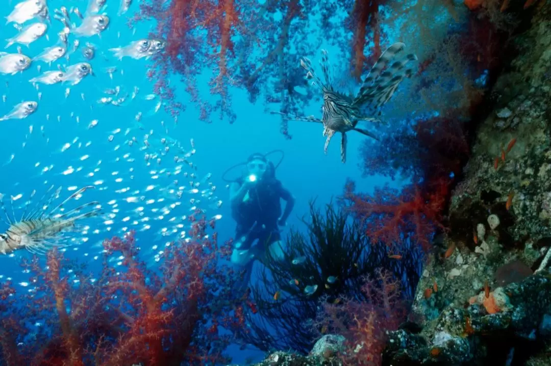 Aqaba Red Sea Glass Bottom Boat Snorkeling Experience