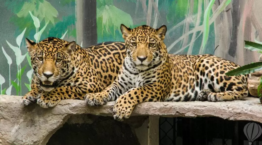 カオキアオ動物園 入園チケット（パタヤ）