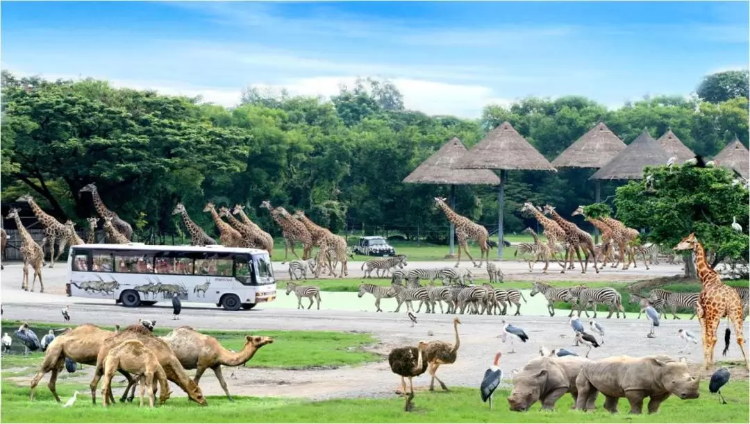 私人 / 共乘景點接送 曼谷賽福瑞野生動物園（Bangkok Safari World）接送服務